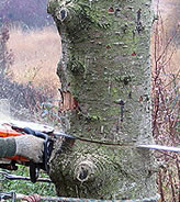 feb_2014_bomen_rooien