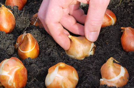 bollen_planten - kopie